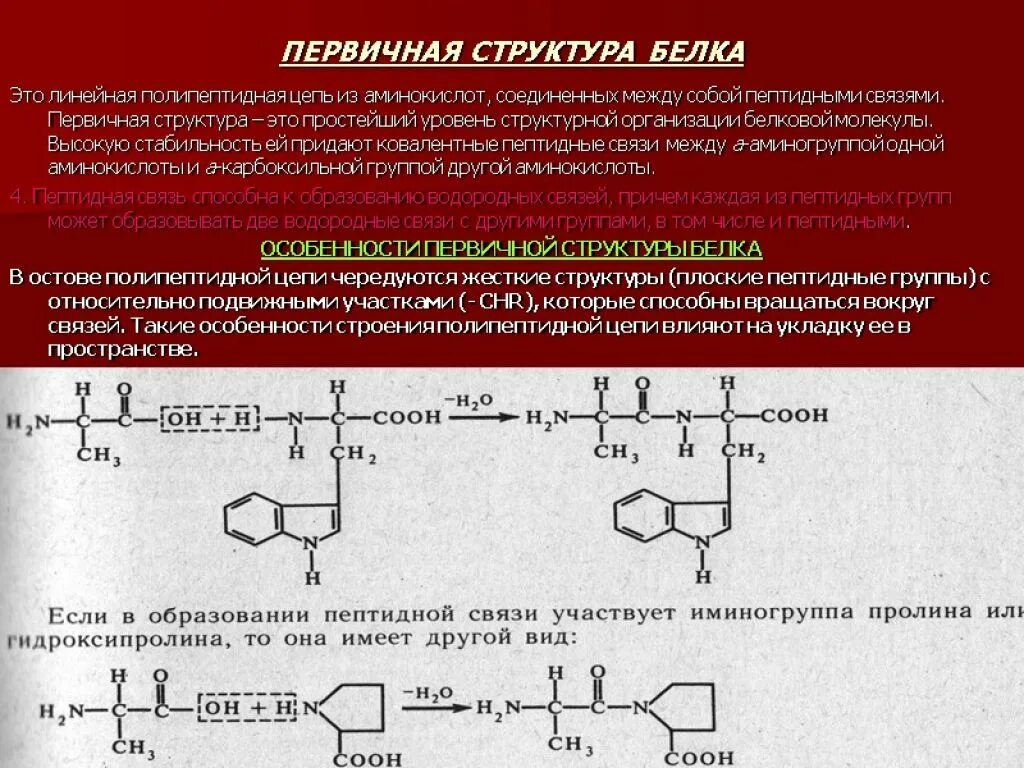 Белки соединение в цепи. Пролин в полипептидной цепи. Встраивание пролина в полипептидную цепь. Первичная структура белка. Первичная структура полипептидной цепи.