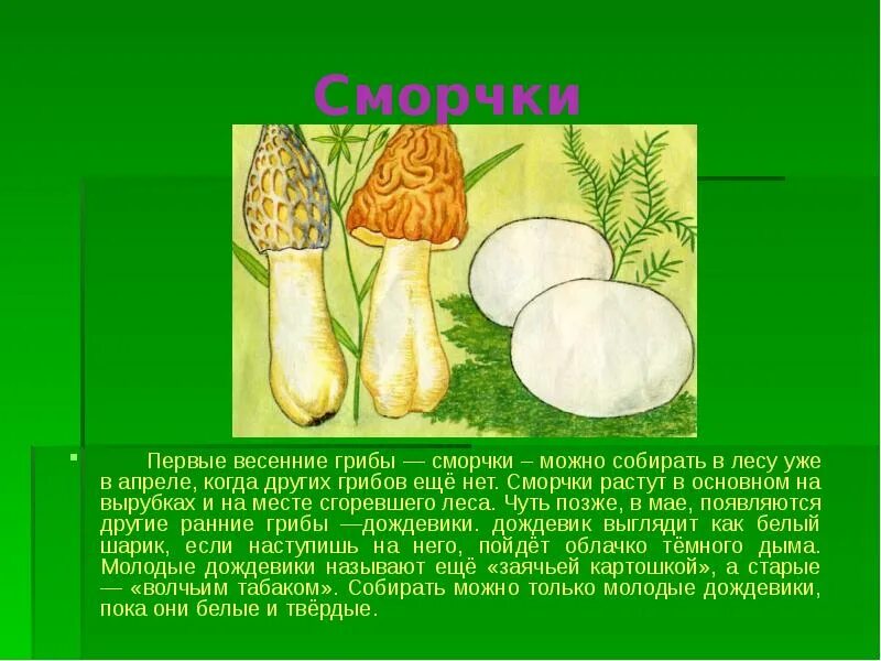 Почему появляются грибы. Сморчок строение гриба. Сообщение о грибе сморчок. Сморчок гриб описание. Доклад про гриб сморчок.