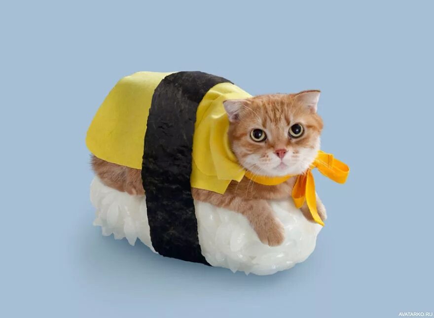 Суше кот. Котик в костюме. кот в костюме еды. суши кот. костюм кошки.