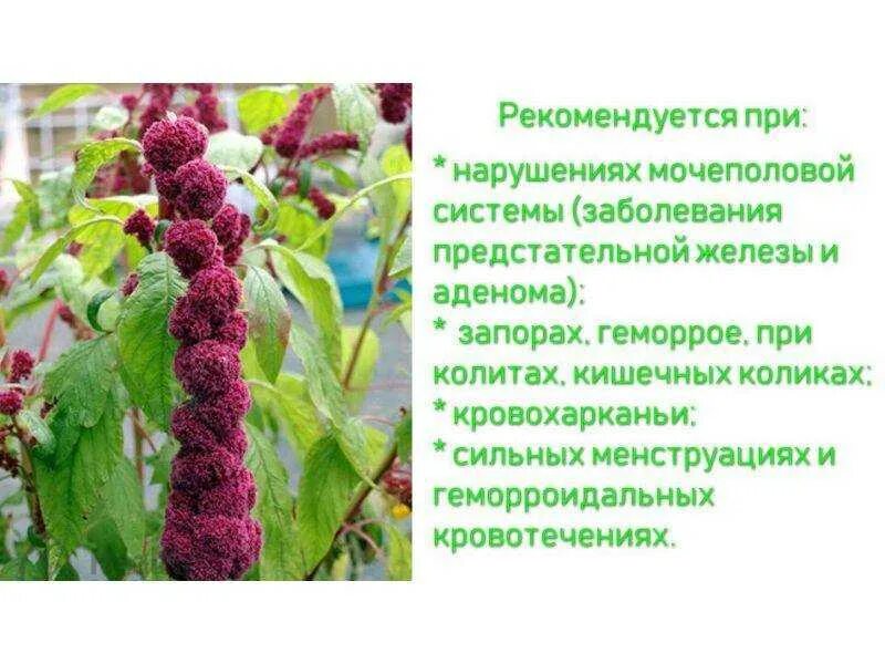 Амарант что за растение вред и польза. Чем полезен амарант. Амарант семена полезные. Амарант растение. Амарант, растения из семейства амарантовых.