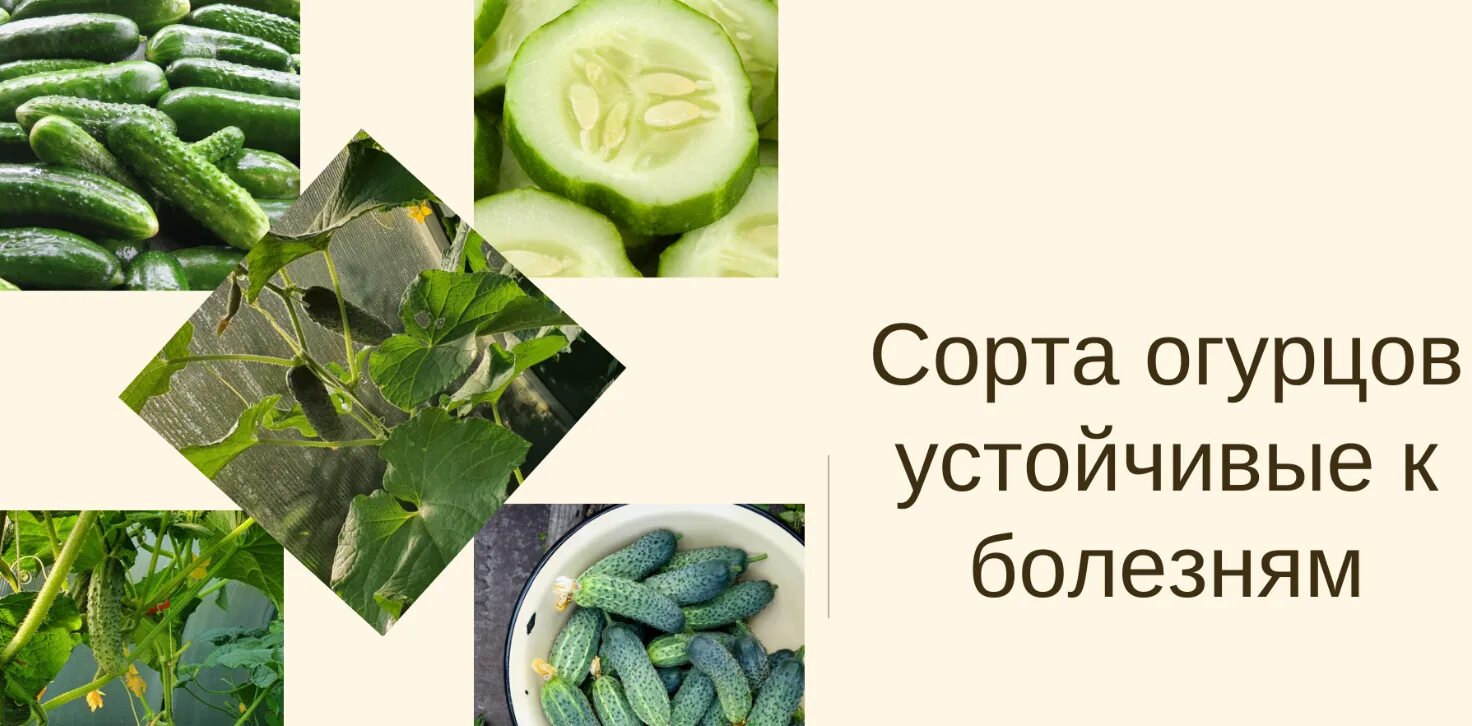 Огурцы устойчивые к мучнистой росе. Киборг сорт огурцов. Огурцы устойчивые к мучнистой росе. Сорта огурцов устойчивых к заболеваниям зням. Гибриды устойчивые к пероноспорозу огурцы.