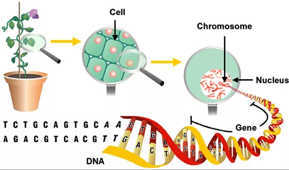 Хромосомы в растительной клетке. ДНК растений и человека. ДНК хромосомы гены. Ген это в биологии. Клетка хромосома ДНК.