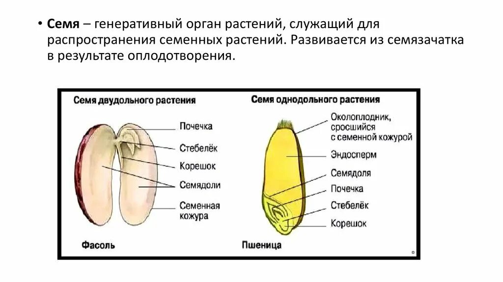 Семя это генеративный