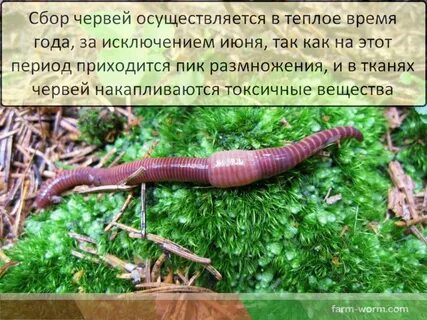 Червь дождевой вред