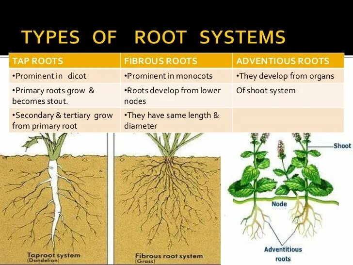 Корневая система. Root System Types. Корни растений. Корневая система смешанного типа.