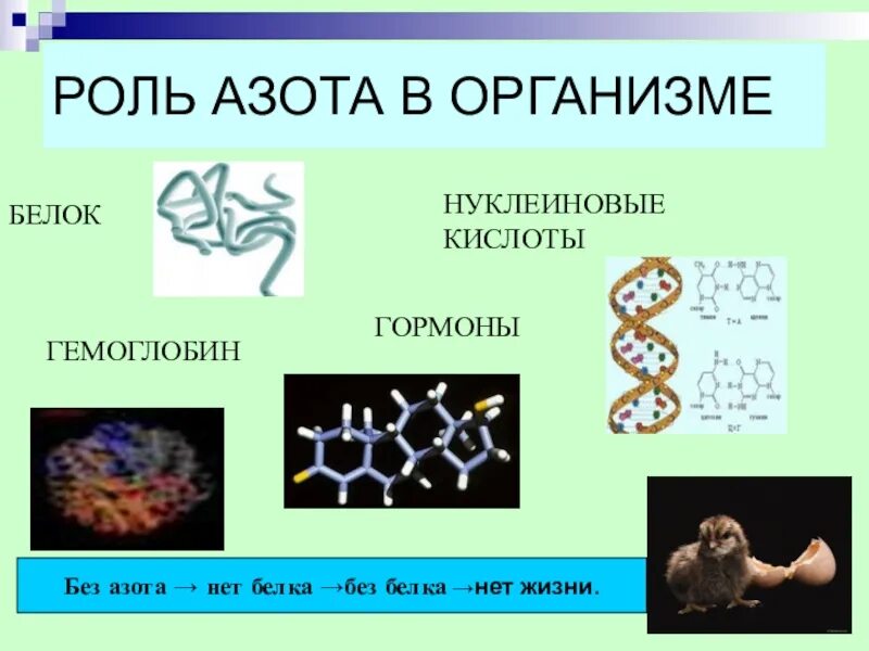 Соединения азота в организме