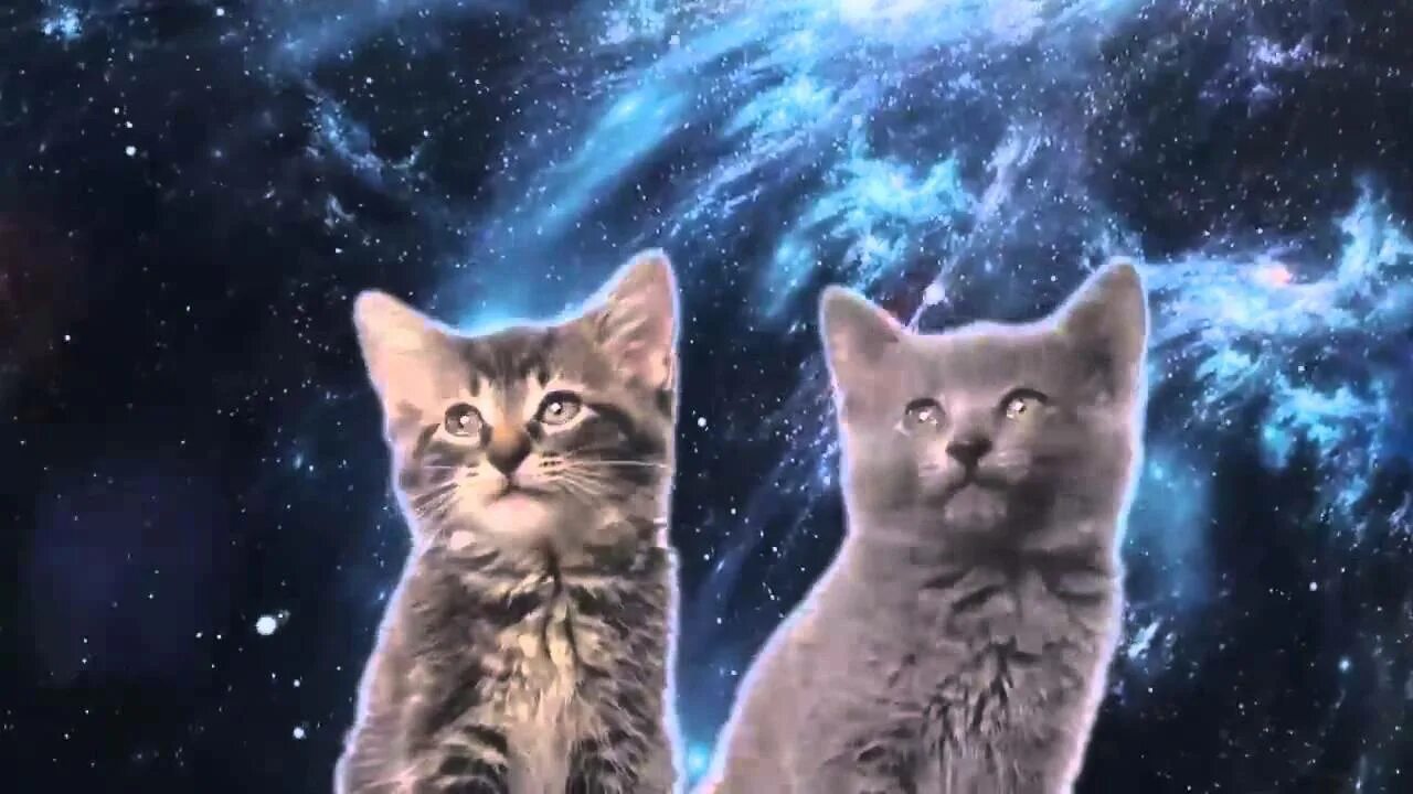 Включи кот песни. Звездный кот. Котята поют. Кот мяу. Space Cats Magic Fly.