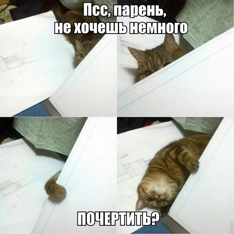Поработай немножко. ПСС парень. Эй ПСС парень. ПСС парень Мем. ПСС парень кот.