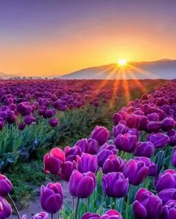 A more beautiful flower