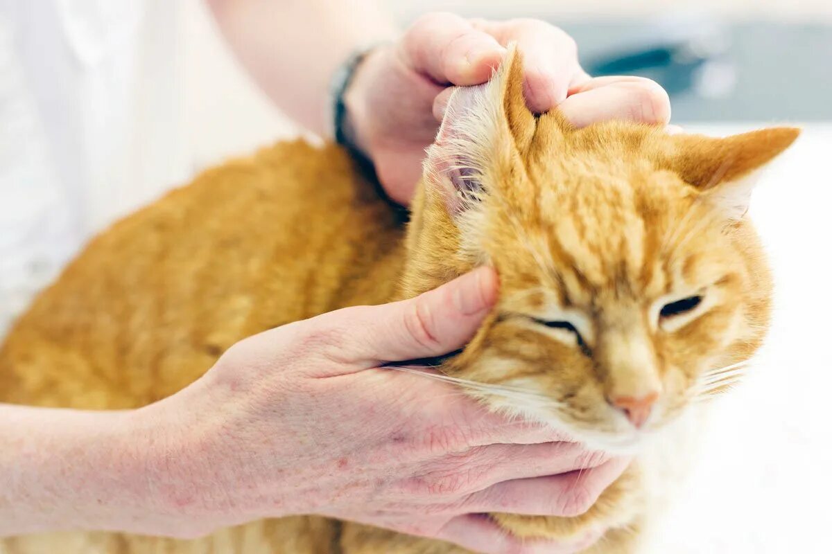 Getting a cat. Getting a cat