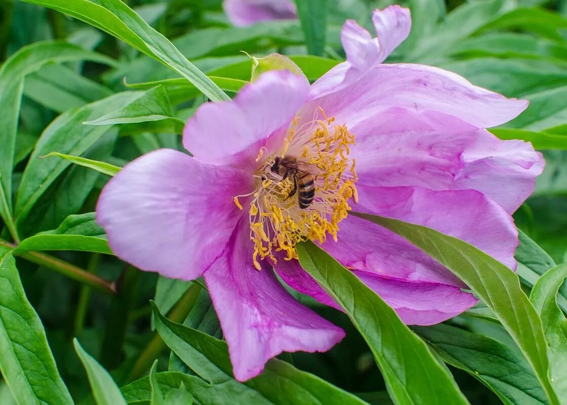 пион марьин корень семена. растение пион уклоняющийся (марьин корень). марьины коренья цветы забайкалья. пион дикий лесной белый. марьины коренья.