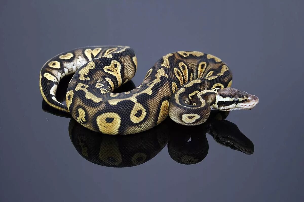 Фотографии python. Королевский питон. Королевский сетчатый питон. Змея Королевский питон. Питон Региус.