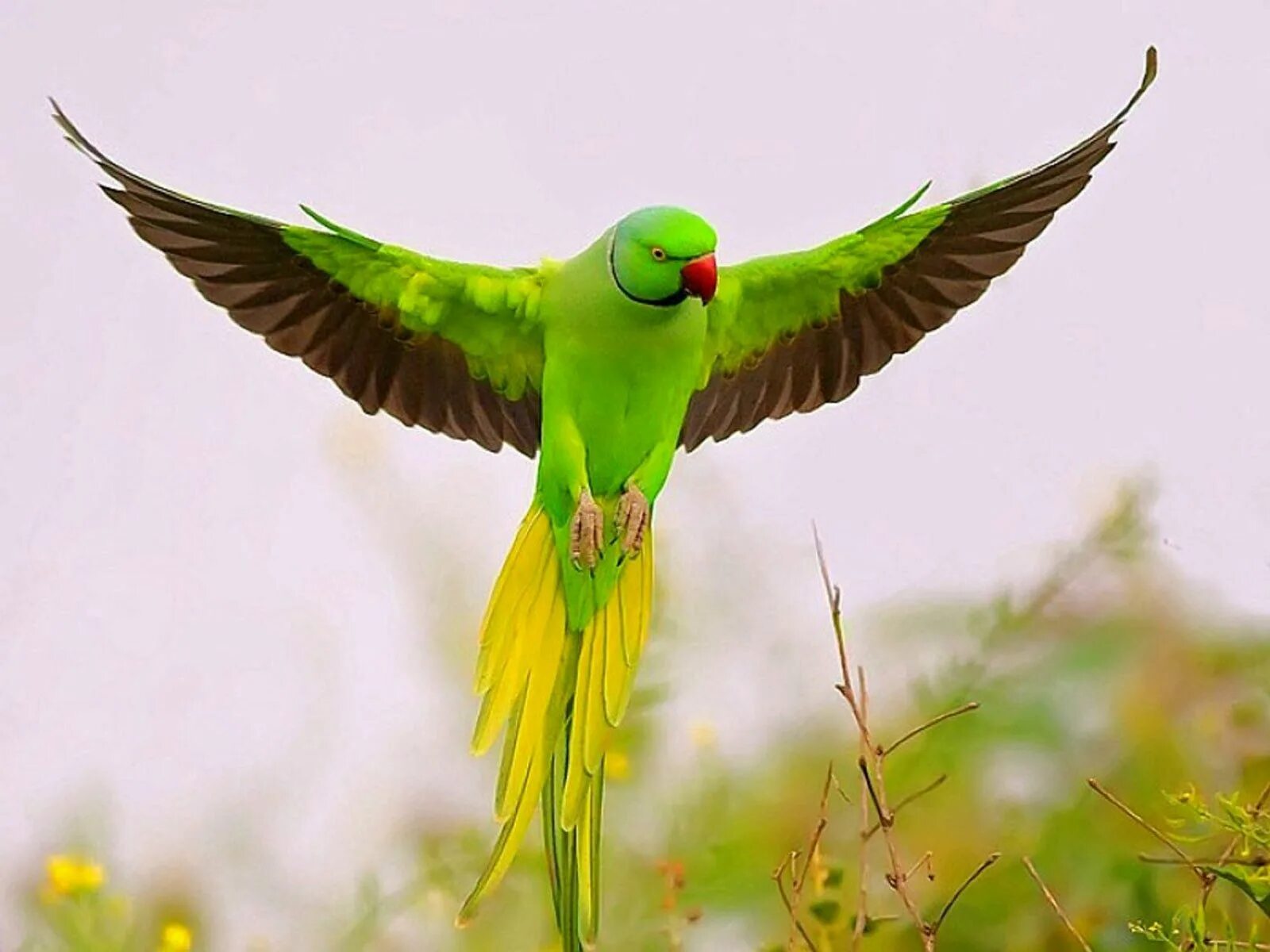 Full bird. Ожереловый попугай зеленый. Ожереловый попугай и волнистый. Красноголовый кольчатый попугай. Амазон и ожереловый попугай.