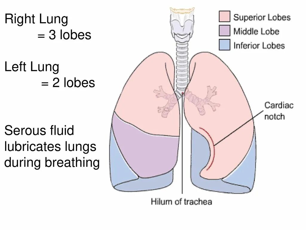 Доли легкого. Детский доклад легкие. Lung hilum anatomy. Реферат про легкие. Upper lobes of the lung.