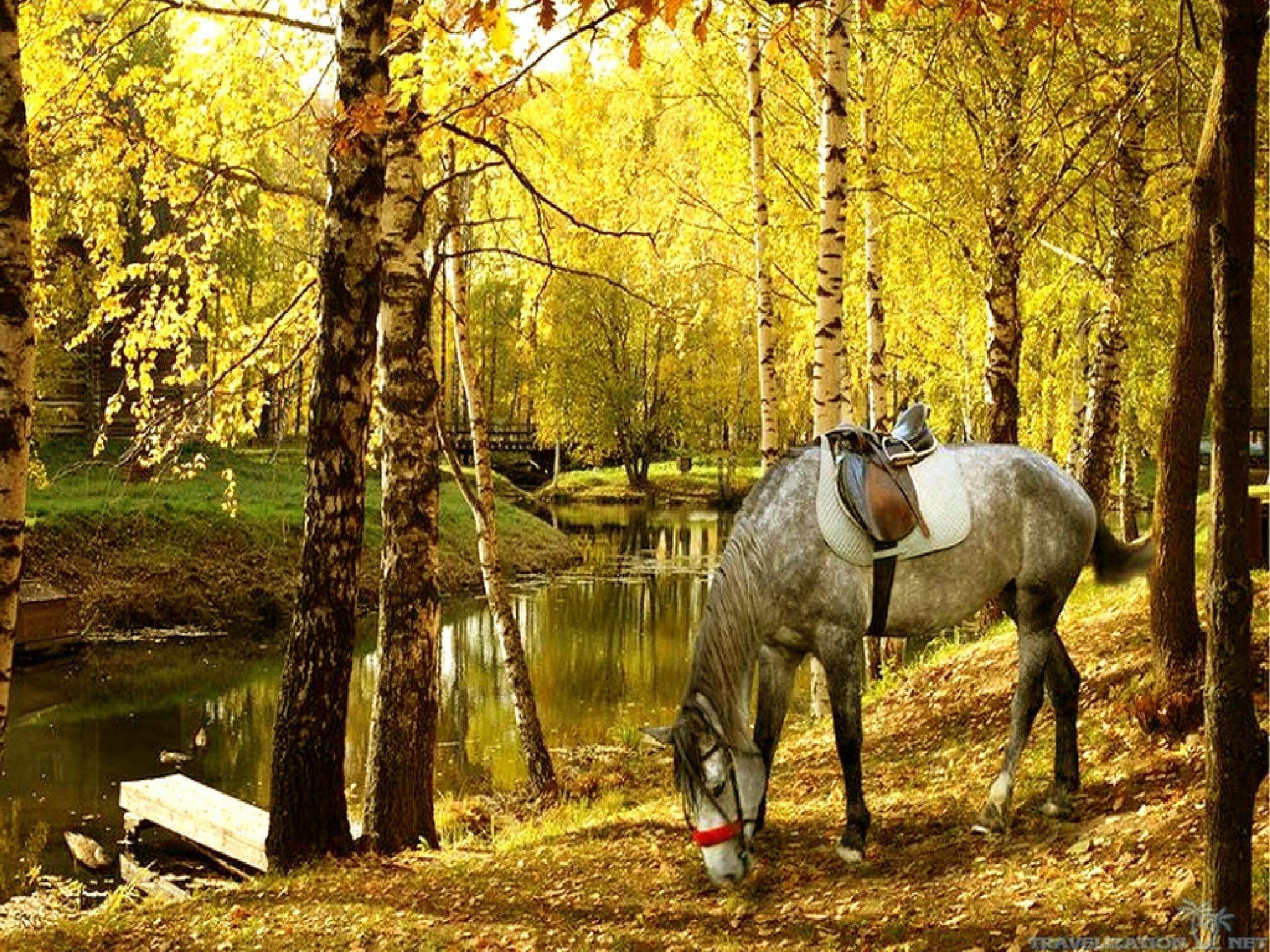 Лошадь в осеннем лесу. Лошади в деревне. Пейзаж с лошадьми. Кони в лесу.
