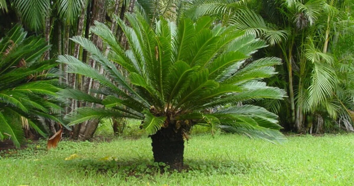 Домашние пальмы. Саговник поникающий cycas revoluta. Саговники это. Саговник поникающий cycas revoluta. Цикас революта, саговник поникающий.