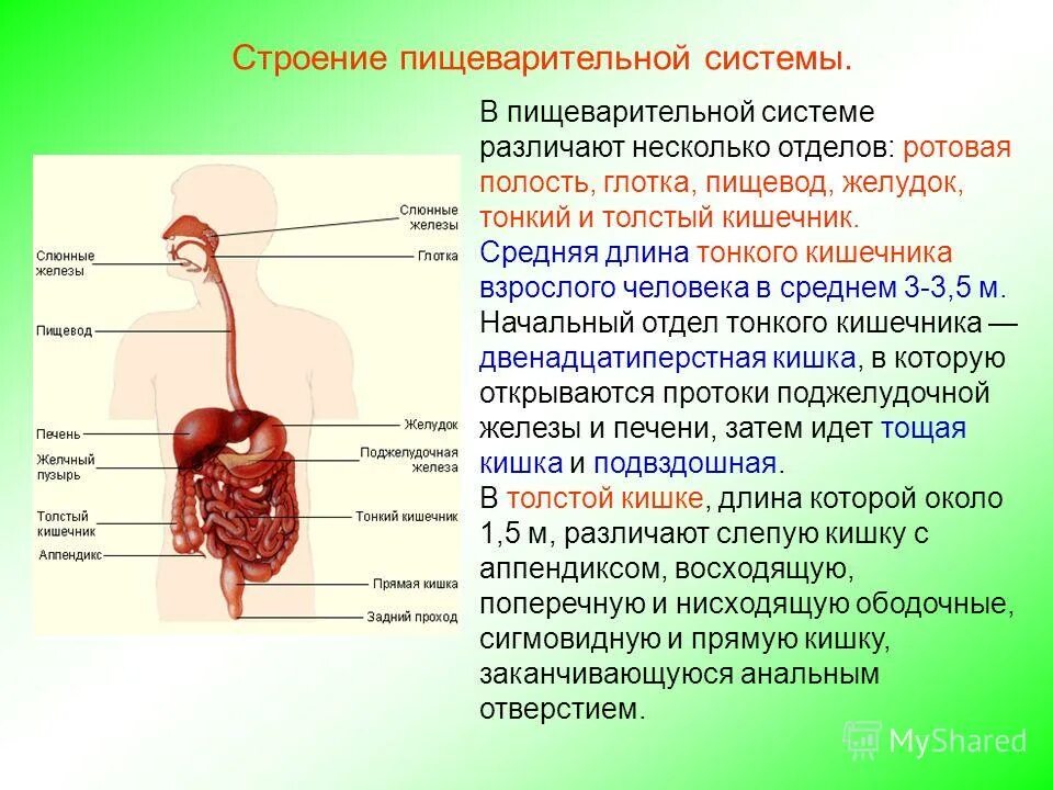 Пищеварительная строение и функции. Функции отделов пищеварительной системы кратко. органы пищеварения особенности строения и функции. признак строения и функция и орган пищеварения. органы пищеварительной системы системы, строение, функции..