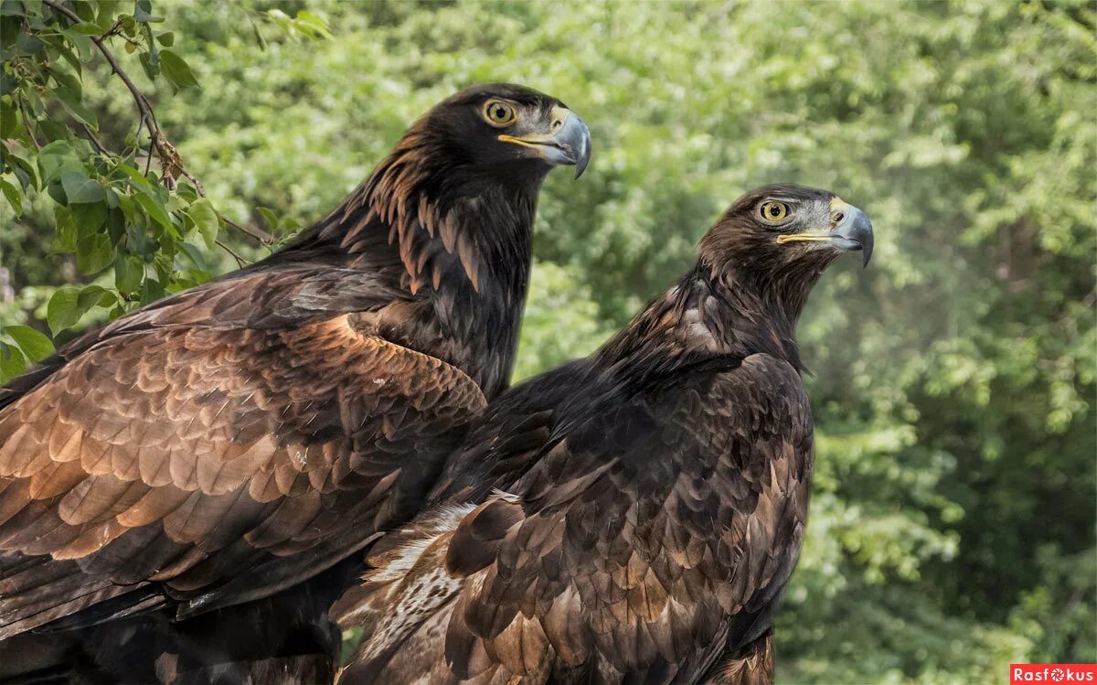 Беркут дальневосточный. Беркут aquila chrysaetos (linnaeus, 1758). Беркут дерево. Орел на дереве. Беркут дерево.