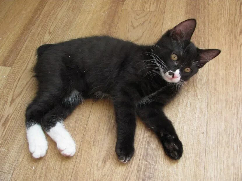 "Stretch" Cat Funny cats, Cat photo, Funny cat photos