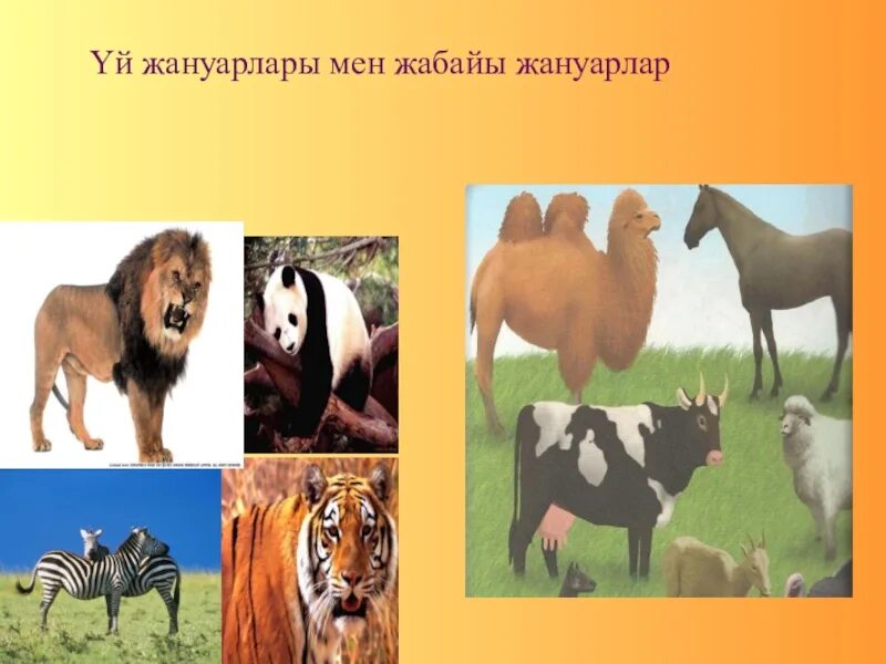 Жануарлар мен. Жануарлар. жабайы жануарлар презентация. презентация на тему жануарлары. жануарлар дүниесі презентация.
