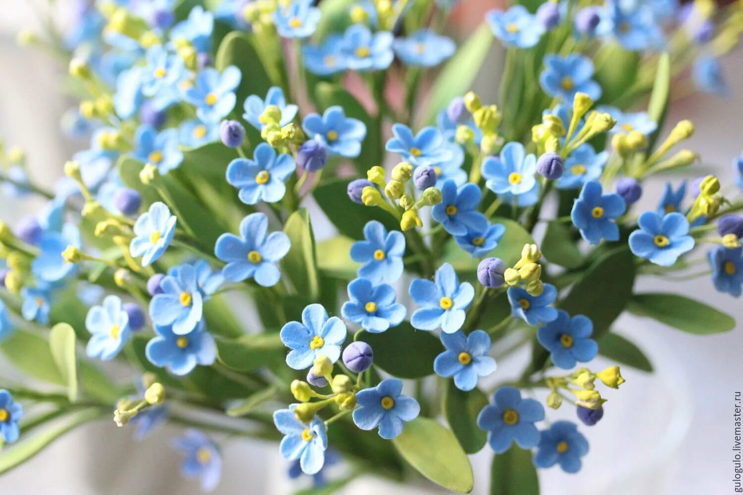 растения удмуртии незабудка. незабудка полевая. незабудка расставленноцветковая. незабудка болотная стебель. незабудка крупноцветковая куст.
