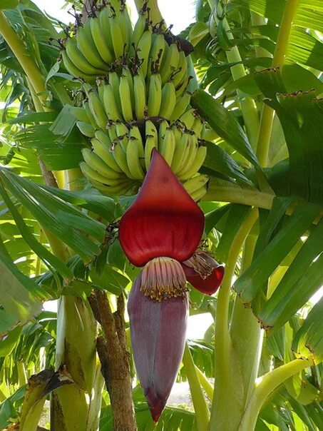 banana trees tropical rainforest - Clip Art Library