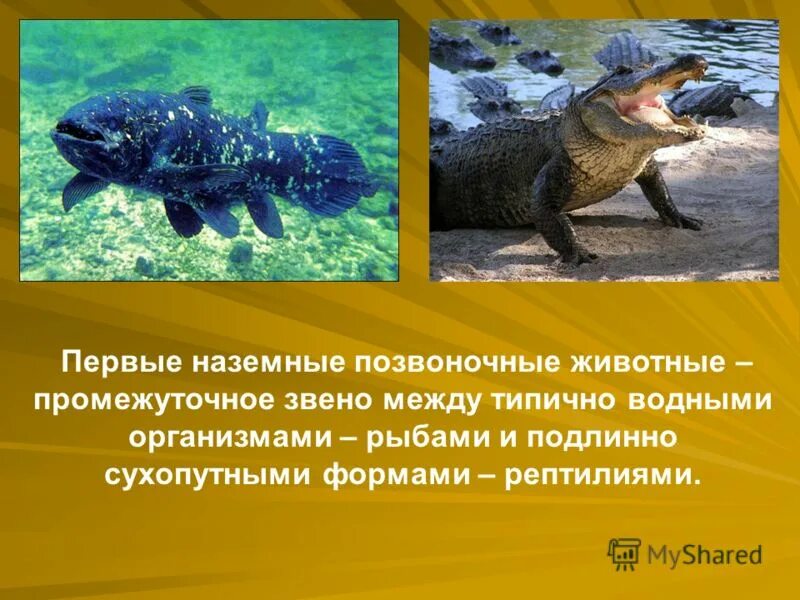 происхождение наземных позвоночных. ихтиостега стегоцефал период. наземные позвоночные. первое наземное позвоночное животное. древние амфибии стегоцефалы.