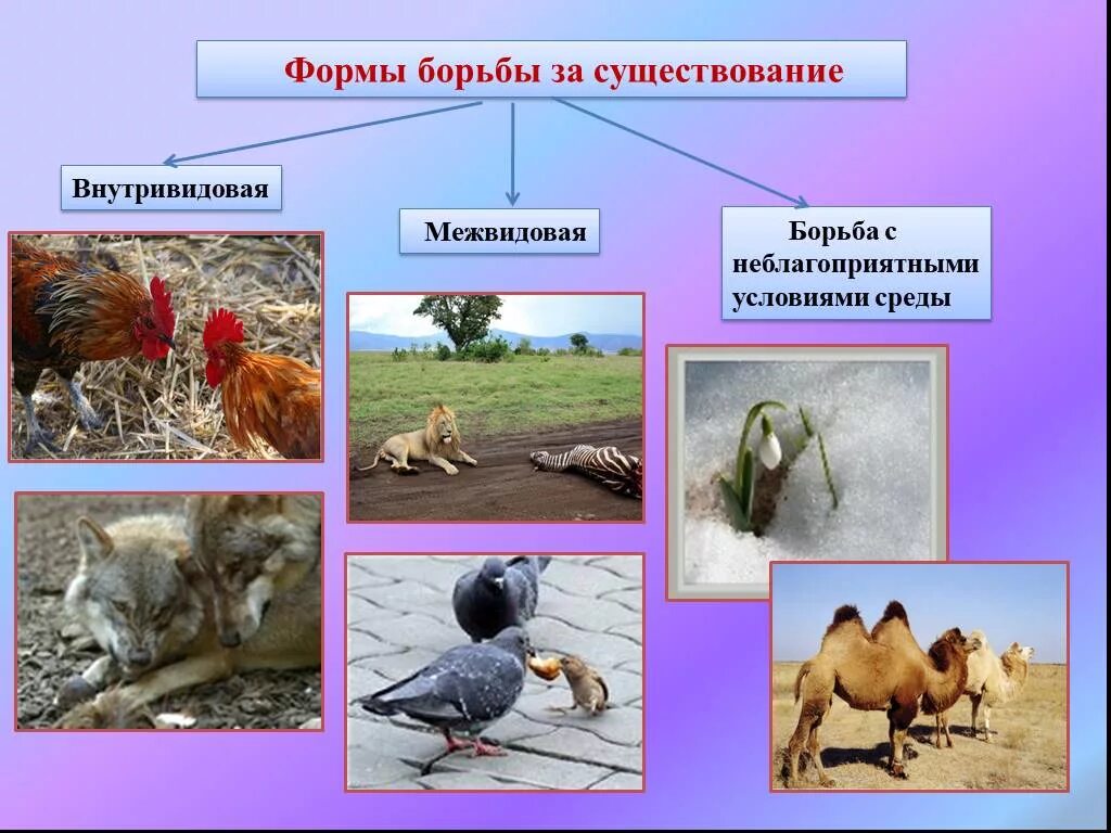 Формы борьбы за существование. Внутривидовая форма борьбы за существование. Формы борьбы за существование биология. Естественный отбор межвидовая борьба. Формы борьбы за существование внутривидовая борьба.