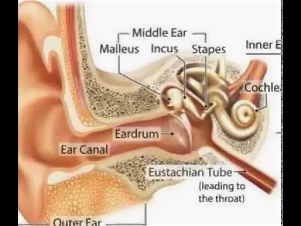 Среднее ухо анатомия. Среднее ухо фото анатомия. The Ear receives Sound from the External environment Illustrator. Hear system