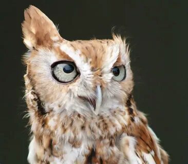 Screech