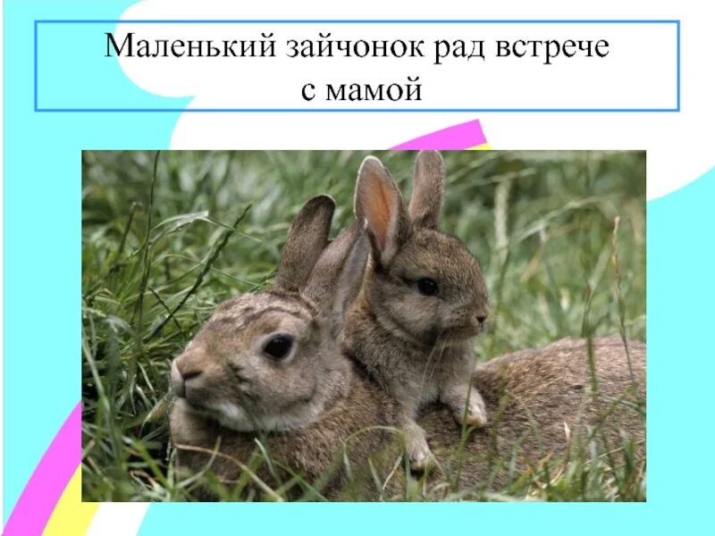Как называют зайчат каждого выводка. Заяц беляк с зайчатами. зайчиха с зайчонком. заяц для презентации. зайчата.