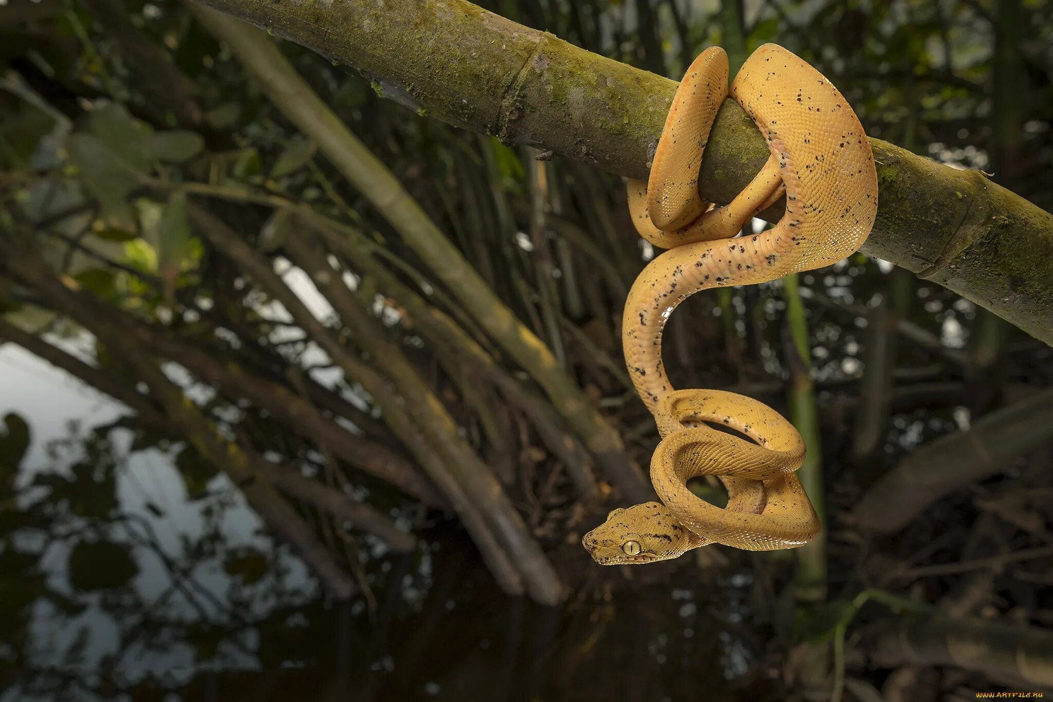 Кеймада-Гранди. Corallus hortulanus. Boiga irregularis. Змеи на деревьях. Удав тропической