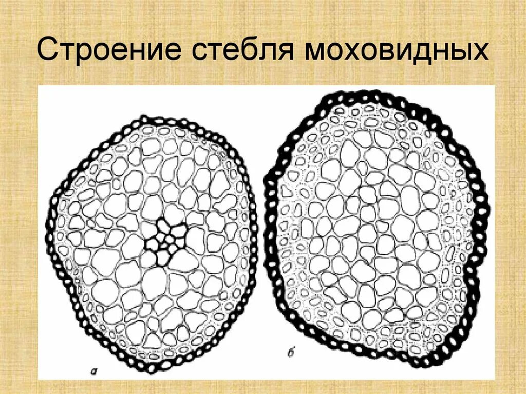 Зарисуйте срезы. Поперечный разрез стебля сфагнума. Поперечный срез стебля сфагнума. Анатомическое строение стебля сфагнума. Поперечный срез стебля Кукушкина льна.