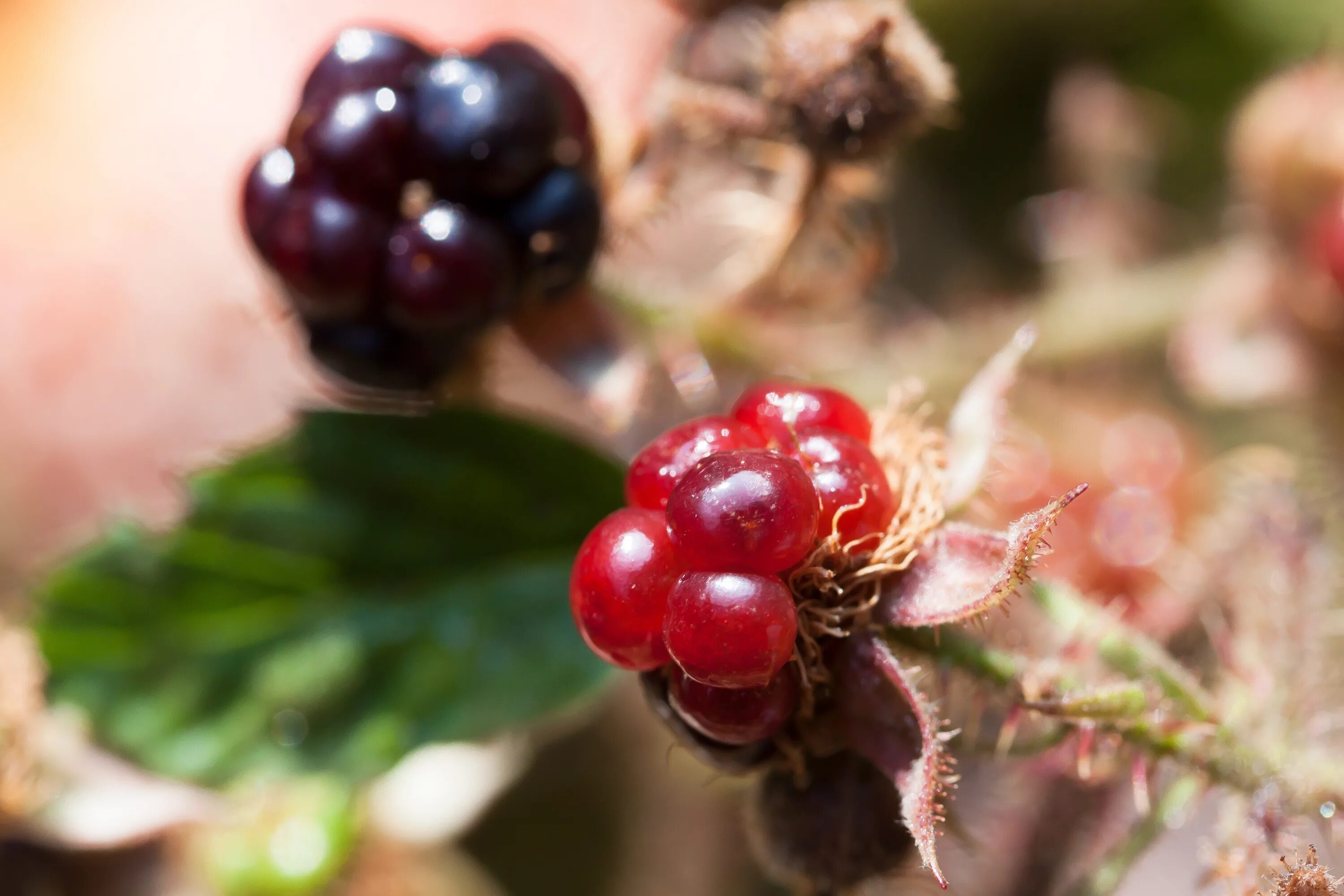 Rubus ежевика. Колючки ежевики. Дикие ягоды. Колючая ягода. Дикие фрукты род