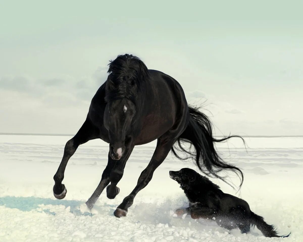 Большие собаки и лошади. Тыгыдым Тыгыдым тыгыдымский конь. Вороной Мустанг иноходец. Черный конь. Лошади в снегу.