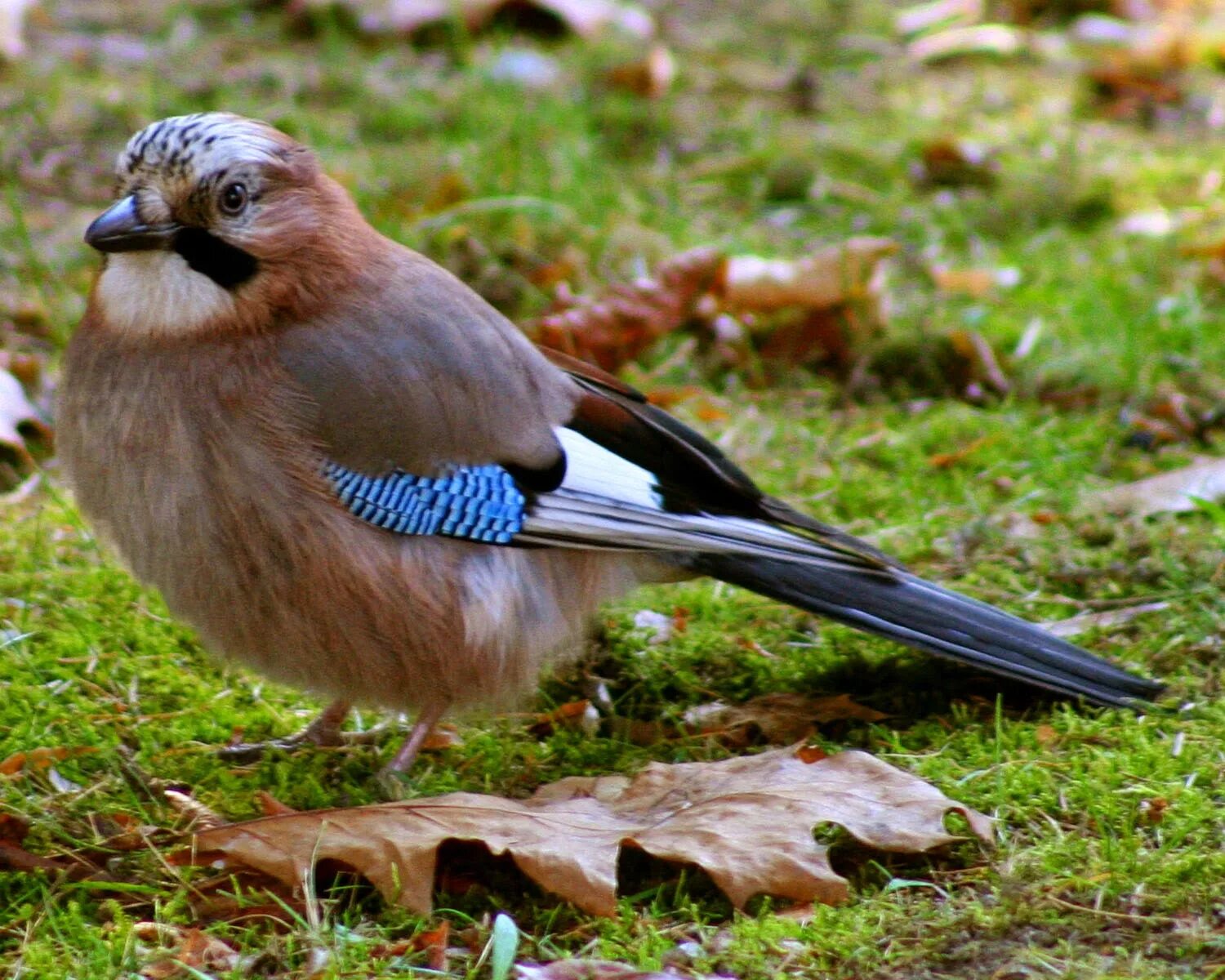 Сойка Кареза. Сойка серая. Garrulus glandarius. Серая Сойка птица.