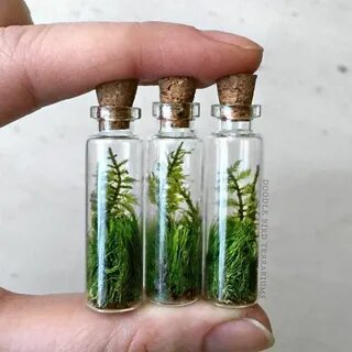 Tube plant