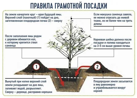 Размеры ямы для яблони
