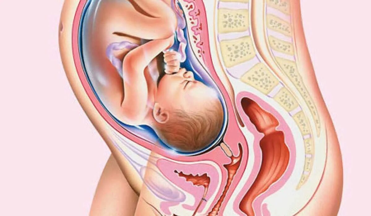 Ребенок в животе 34 недели. Ребёнок в 34 недели беременности в утробе. Расположение плода на 32 неделе беременности. Расположение ребенка на 9 месяце. Расположение плода на 34 неделе беременности.