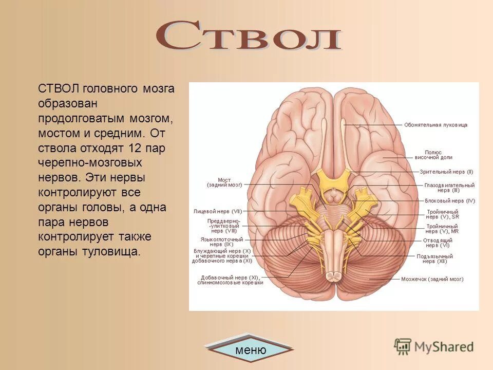 от мозга отходит 12 пар. от мозга отходит 12 пар. обонятельный нерв зрительный нерв. от мозга отходит 12 пар. черепно-мозговые нервы 12 пар таблица что иннервируют.