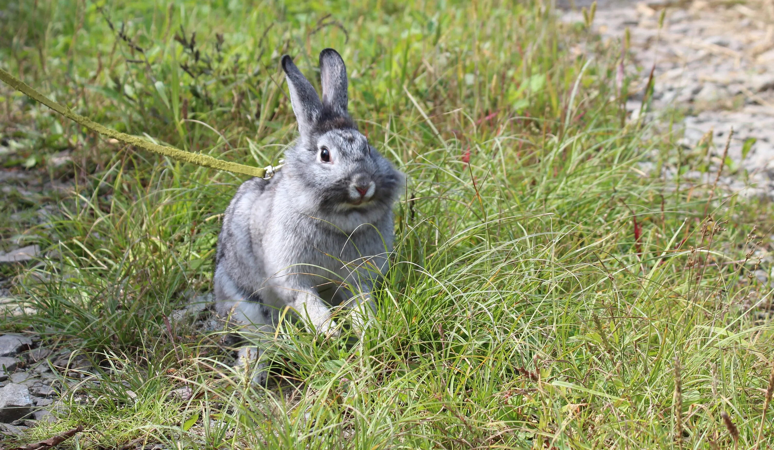 Man who ate a wild rabbit is diagnosed with China's third case of plague