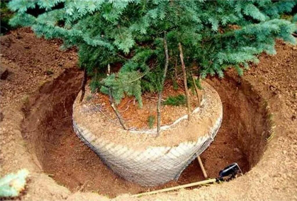 Земляного кома. Связывание туй. Корни лимона. Посадка крупномеров сосны. Корневая система кедра сибирского.