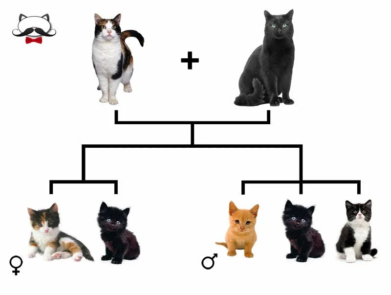 Наследование кошачьего окраса. Генетика кошек. Наследование цвета шерсти у кошек. Наследование окраса у кошек.