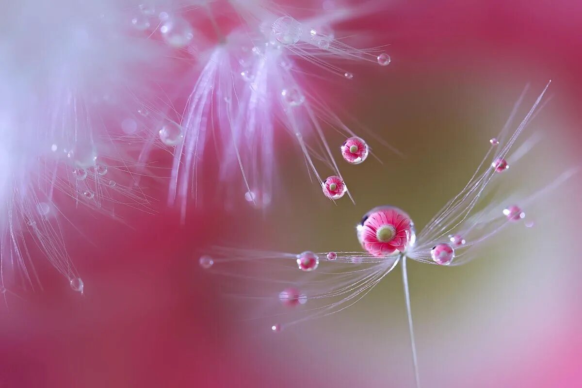 Японский фотограф Miki Asai.. Цветы Макросъемка. Цветы в росе. Цветы с капельками росы. Удивительная нежность