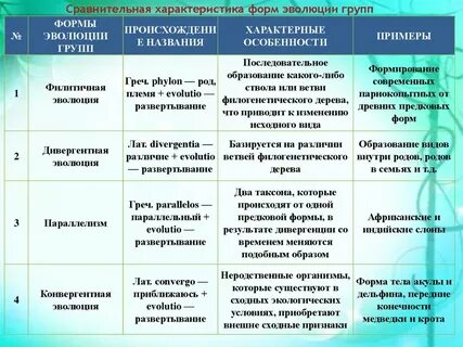 Форма эволюции групп