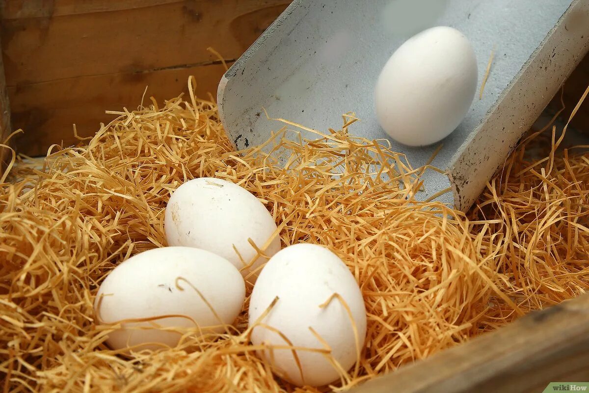 Куриные гнезда своими руками. Гнезда для кур. Яйца в курятнике. Для кур гнезда для яиц. Гнездо курицы с яйцами.