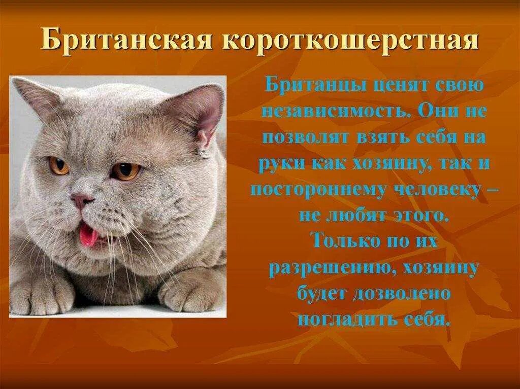 Включи кота описание. Сведения о британской короткошерстной кошке. О породе Британская короткошерстная 2 класс. Британская короткошёрстная кошка описание породы. Британская короткошёрстная кошка основные сведения.