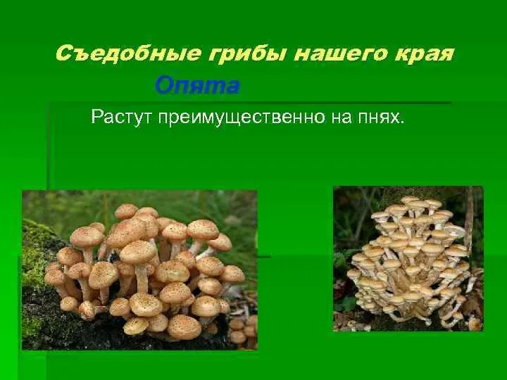 Где образуются грибы. Грибы нашего края. Астраханские грибы съедобные. Проект грибы нашего края. Съедобные грибы в Астрахани.