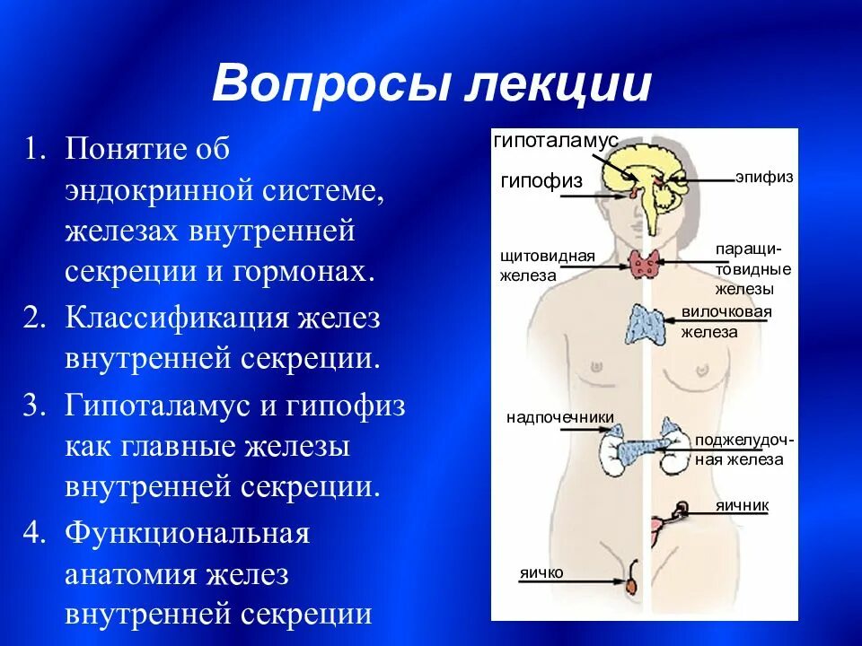 К железам зависимым от функций гипофиза относят