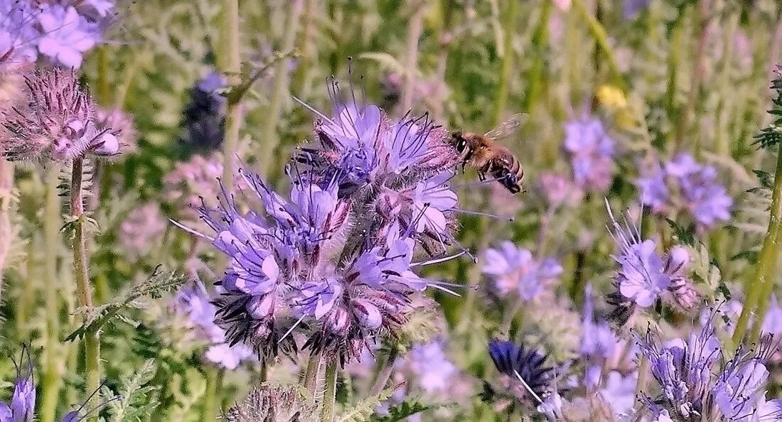 Василек полевой centaurea cyanus. Медонос зяблик. Василёк луговой centaurea jacea. Герань луговая медонос. Луговой медонос.